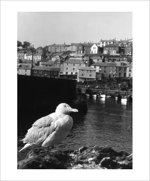 Gulls in Cornwall