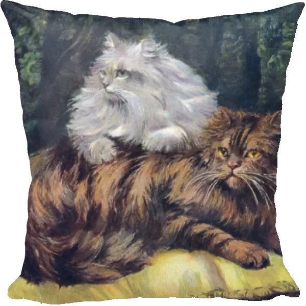 Tabby  /  Silver Persians