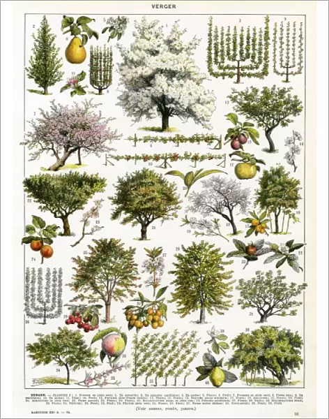 Trees  /  Orchard Trees