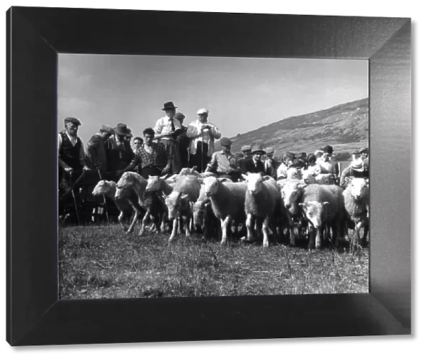 Sheep Auction, Lakes 2