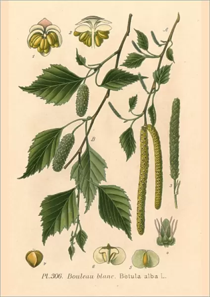 Plants  /  Betula Alba