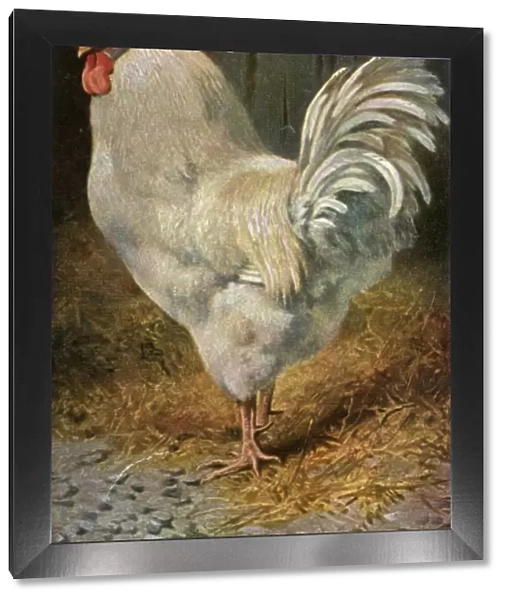 Well-Fed Cock