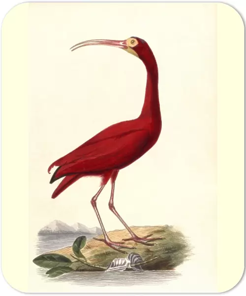 Birds  /  Red Ibis