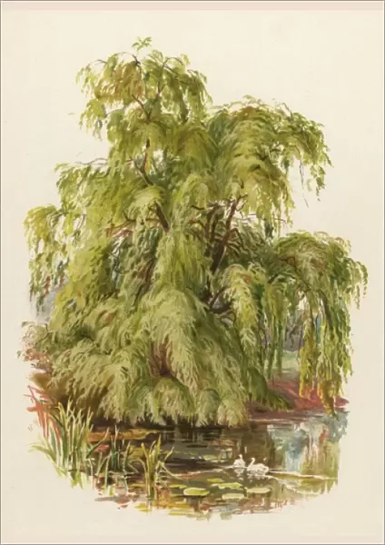 Weeping Willow C1890