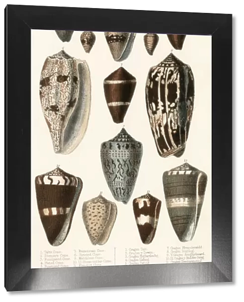 Various Shells (Cones)