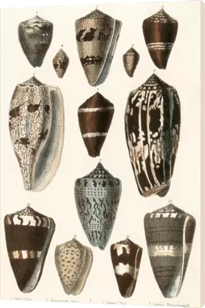 Various Shells (Cones)