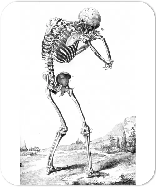 Skeleton from Behind