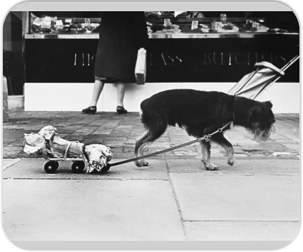 Dog & Bone on Skate
