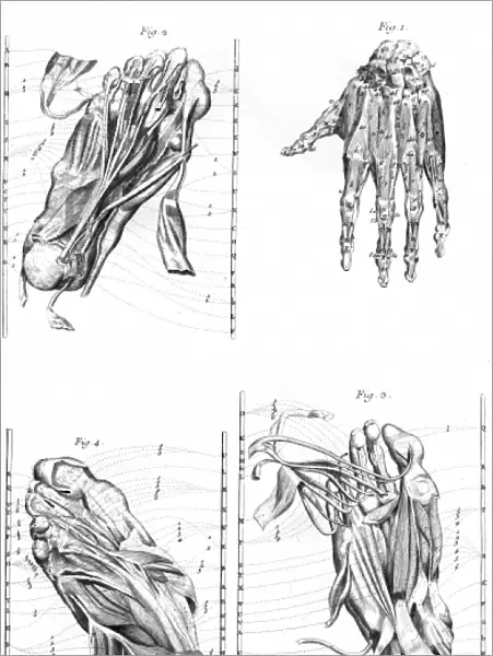Muscles of Hand and Foot