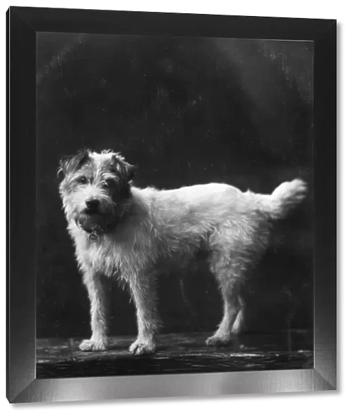 Pet dog of Edward VII, Caesar