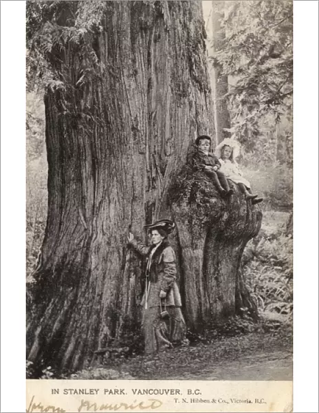 Vancouver - Stanley Park - Douglas Fir Tree