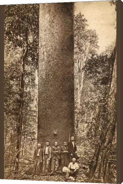 Australia - Mauri Pine, Queensland
