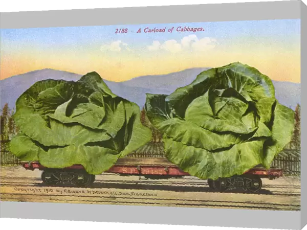 Rail car transporting giant cabbages
