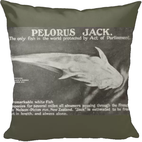 Fish - Pelorus Jack - New Zealand