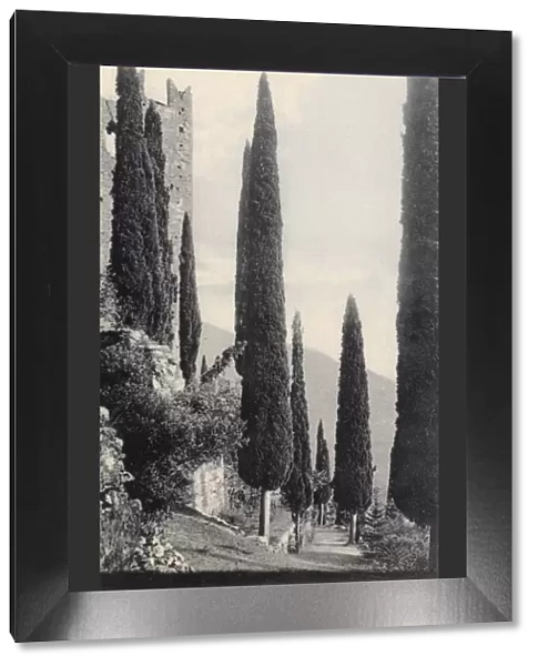 Arco, Lake Garda, Italy - Cypresses