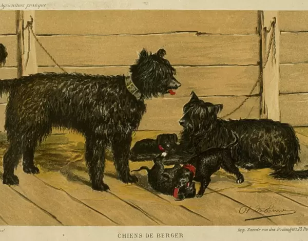 Brie Shepherd Dogs at 1865 Paris dog show