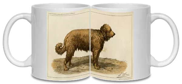 Brie Shepherd Dog at 1863 Paris dog show