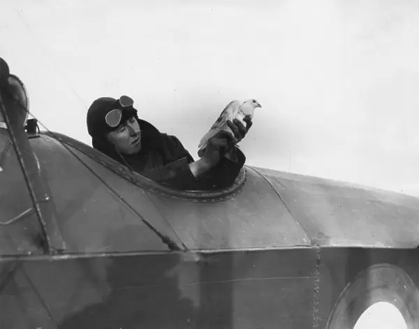 British pilot with messenger pigeon, WW1
