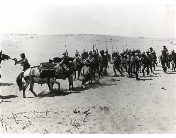 British troops with mules at Arsuf, Middle East, WW1