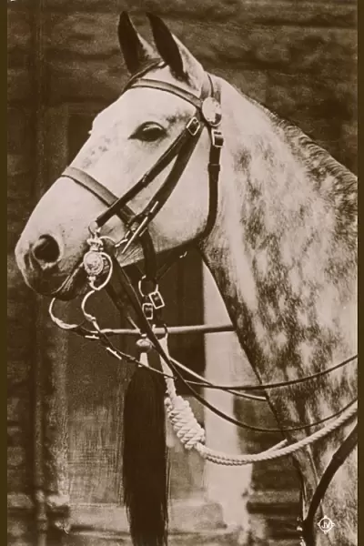 Horse wearing a Cavalry Dress double bridle