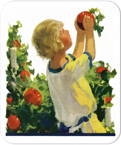 Child picking fruit