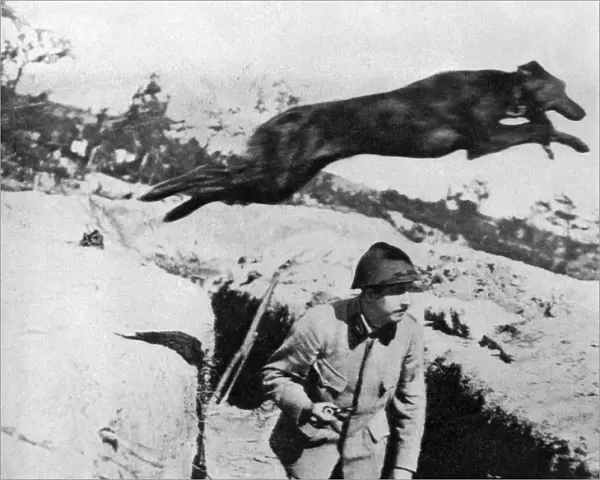 French war dog: A courser whose winged feet spurn the earth