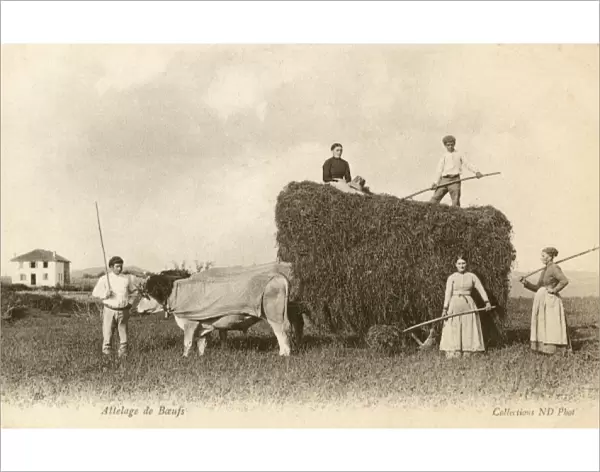 Ox team drawing a hay cart - France