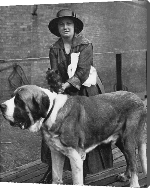 Woman with a st bernard and Yorkshire terrier at a dog show