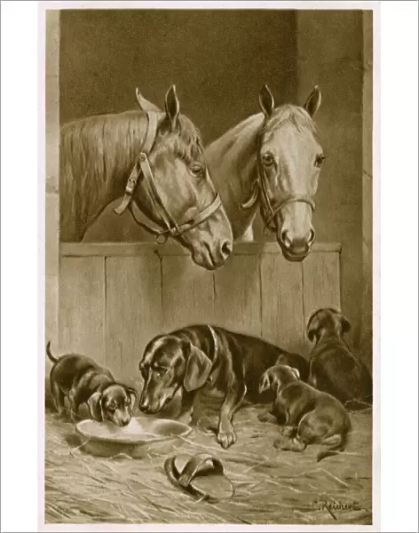 Two Horses and a Dachshund family