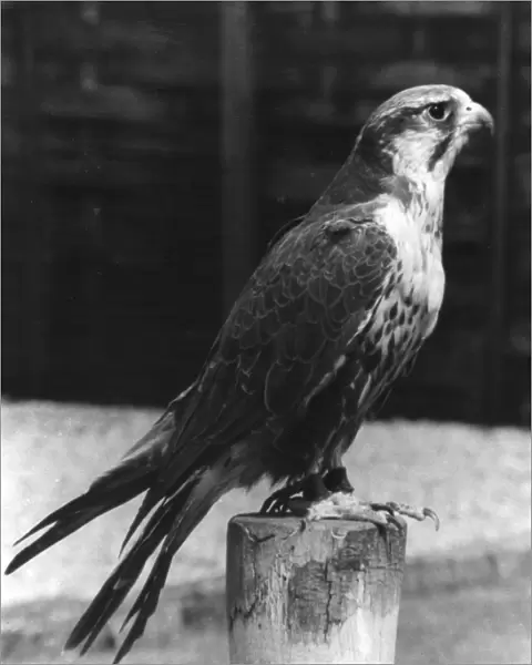 Lugger Falcon