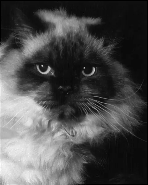 Long-Haired Siamese Cat