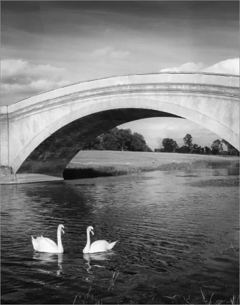 Swans & Bridge