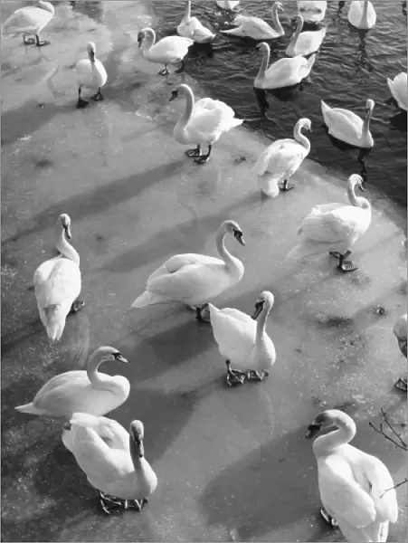 Frozen Swans