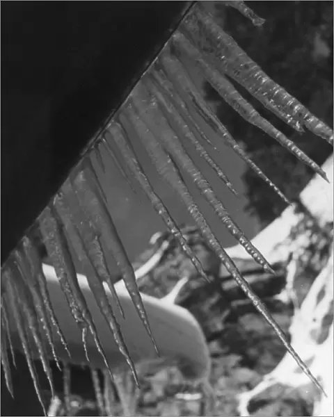 ICICLES. A study of icicles. Date: 1930s