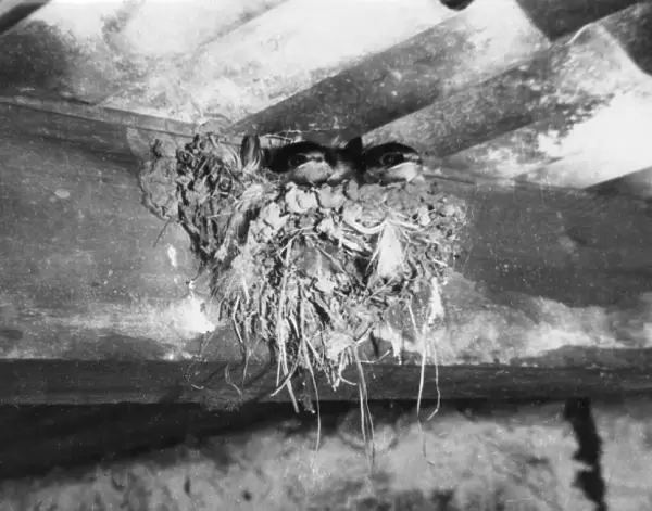 Nest of Swallows