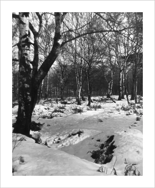 Birch Wood Snow Scene