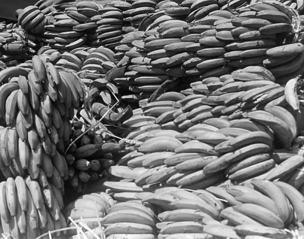BANANAS. A crop of bananas. Date: 1950s