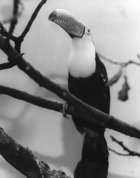 TOUCAN. A Toucan with its beak in the air. Date: 1960s