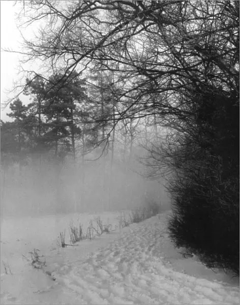 Winter Snow and Fog