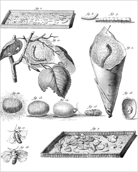 Stages of the Silkworm
