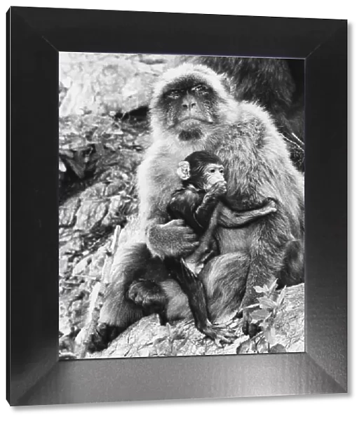 Barbary Ape and Young