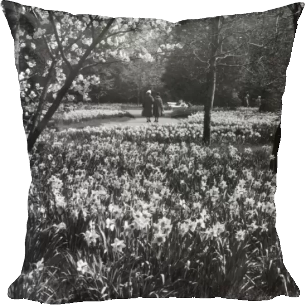 Hampton Court Daffodils