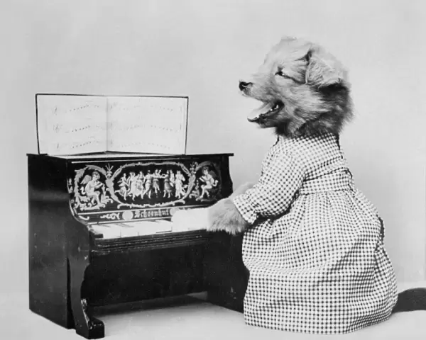 Dog Pianist
