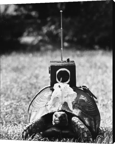 Radio-Control Tortoise
