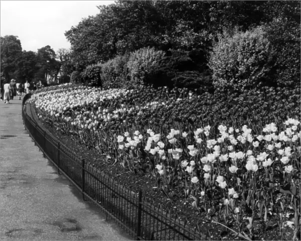 Regents Park Tulips