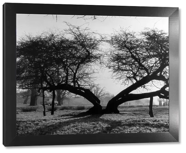 Ancient Hawthorn Tree