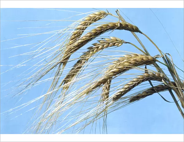 Barley Crop