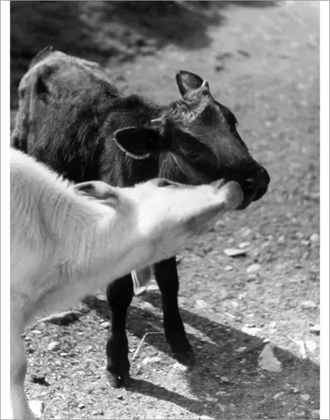 Kissing Calves