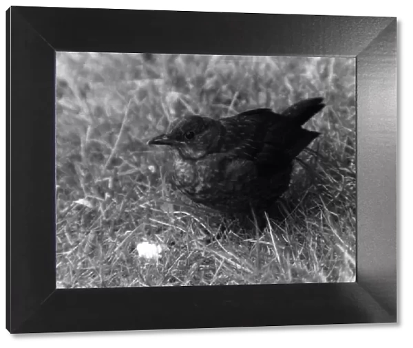 BLACKBIRD. A young blackbird. Date: September 1972