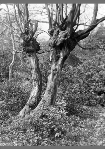 Hornbeam Trees